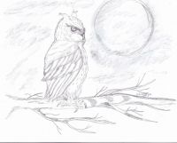 Time of the owl